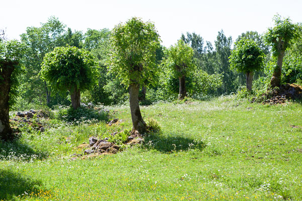 Stynede træer i Humlenäs Naturreservat