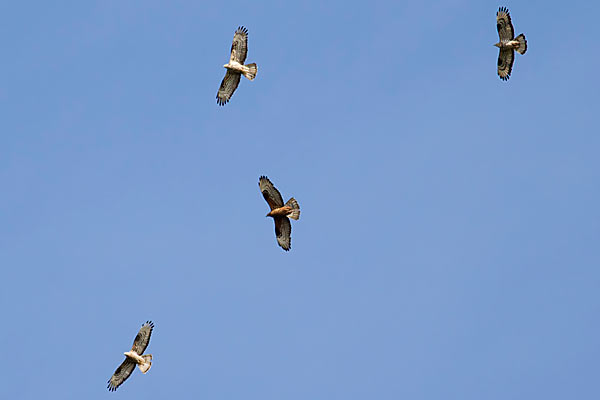 Hvepsevåger over Falsterbo