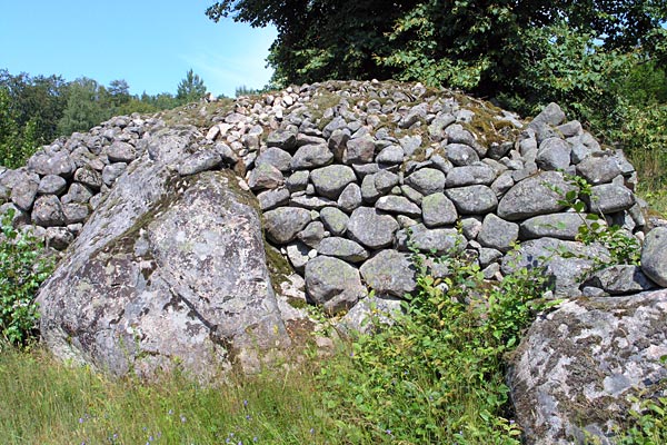 Stenröse i Ire Naturreservat