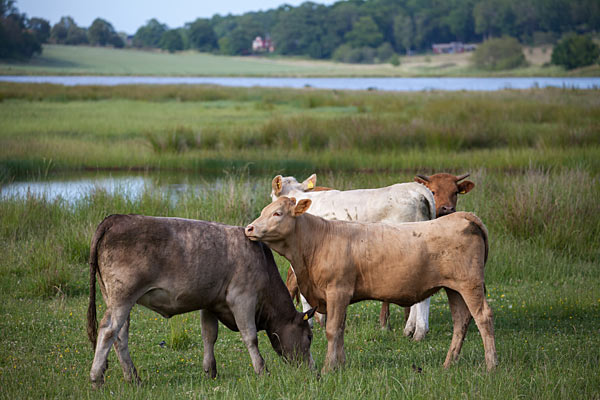 Järnavik naturreservat