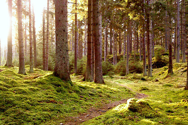 Vandreferie i Småland, Sverige. John Bauerleden byder på let vandring