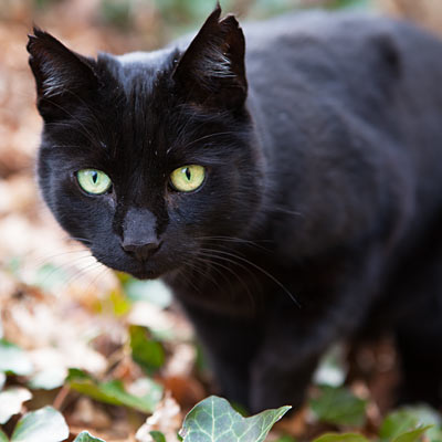 Regler / toldregler for at tage hunde eller katte med til Sverige på ferie