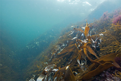 En kuperet havbund giver livsbetingelser for forskellige dyr og planter