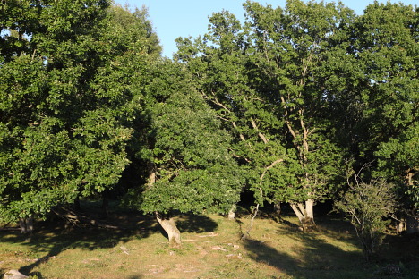 Skov på Listershuvud