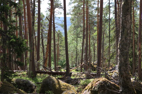 Norra Kvills Nationalpark, Sverige