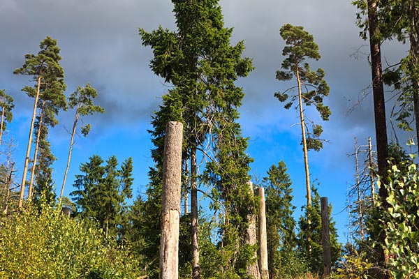 Stormskader i Nytebodaskogen