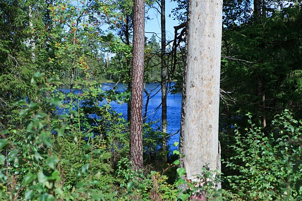 Sø i Nytebodaskogen
