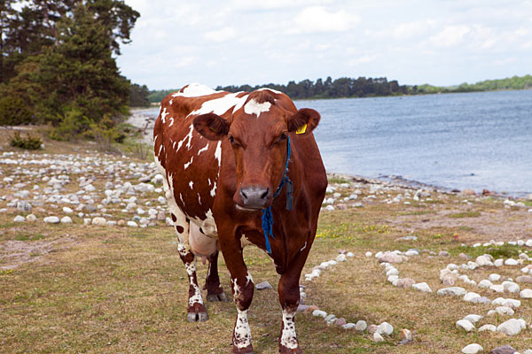 Örarevets Naturreservat