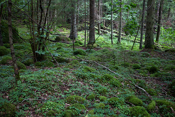 Vandreferie på Ostkustleden