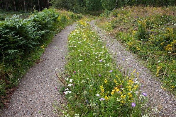 Blomsterflor ved Stensjö by