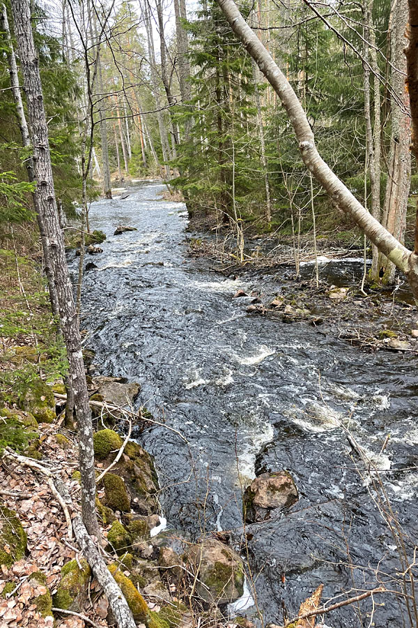 Elven går gennem Norra Götens Naturreservat