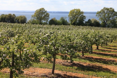 Frugtplantagerne i udkanten af Röttle vidner om de gode betingelser for frugtdyrkning