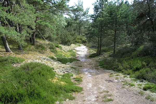 Hele Sandhammaren er naturreservat