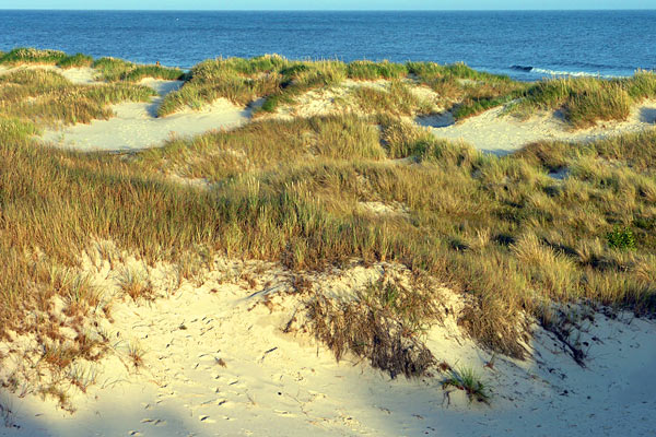 Sandhammaren Strand i Österlen