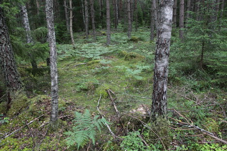 Sigfridsleden - en vandrerute i Småland