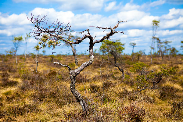 Store Mosse Nationalpark