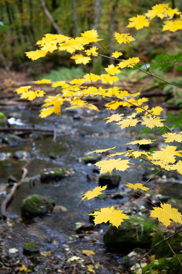 Söderåsens Nationalpark Söderåsens Nationalpark