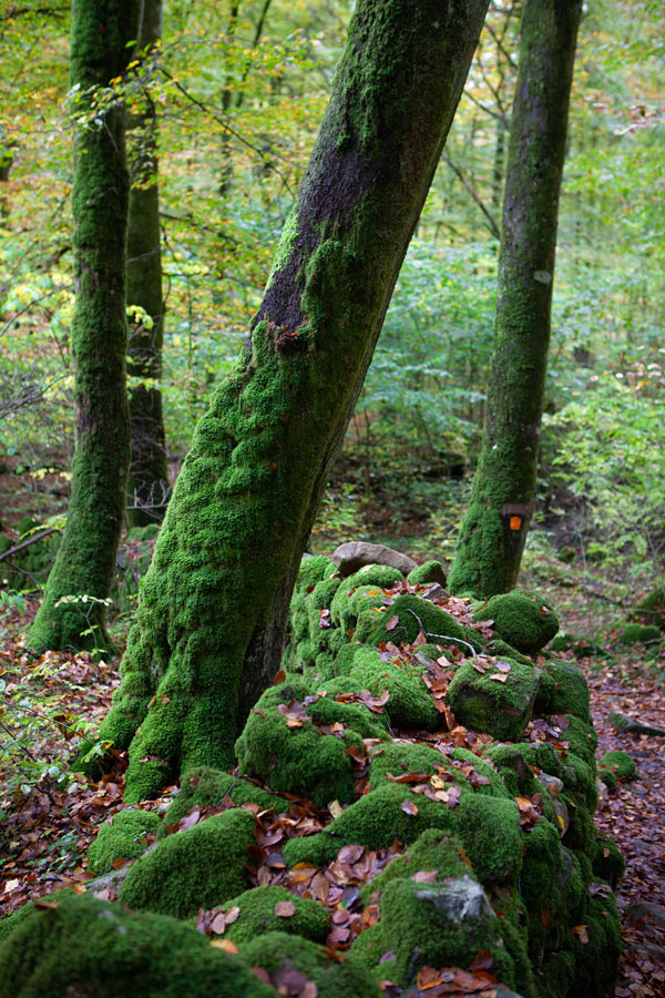 Söderåsens Nationalpark Söderåsens Nationalpark