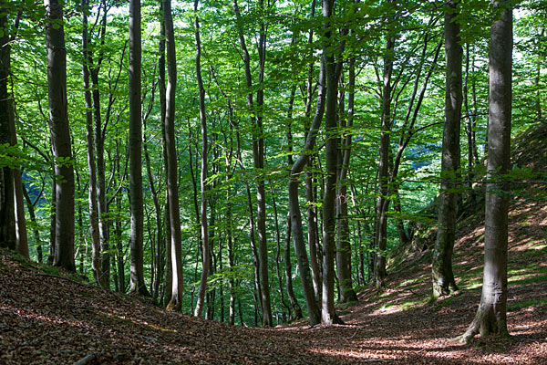 Söderåsens Nationalpark - Nordeuropas største naturskov