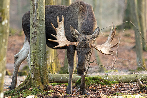 Söderåsens älgpark