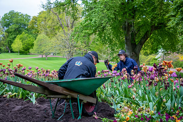 Tulipaner på Sofiero