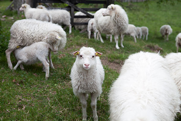 Stensjö by er omgivet af mange små græsmarker med fåreflokke