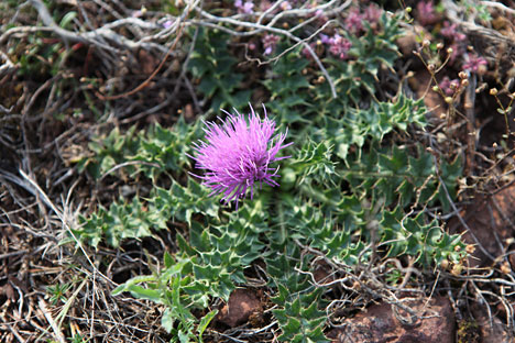 Blomsterflor på Stora Alvar Blomsterflor på Stora Alvar
