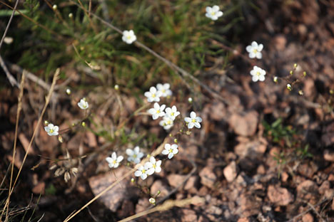 Blomsterflor på Stora Alvar