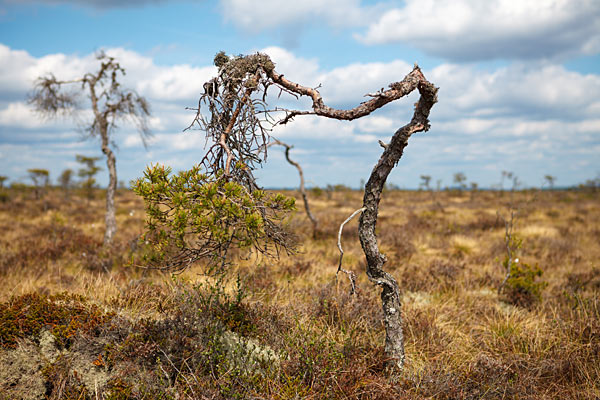 Store Mosse Nationalpark