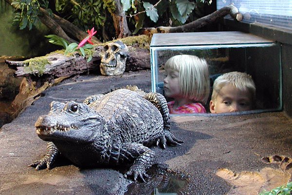 Tropikariet med tropiske dyr Tropikariet med tropiske dyr