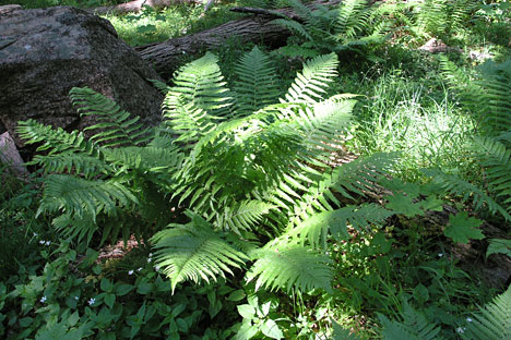 Natur langs vandrestien Natur langs vandrestien