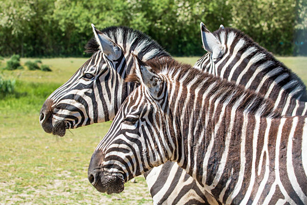 Ystad Dyrepark