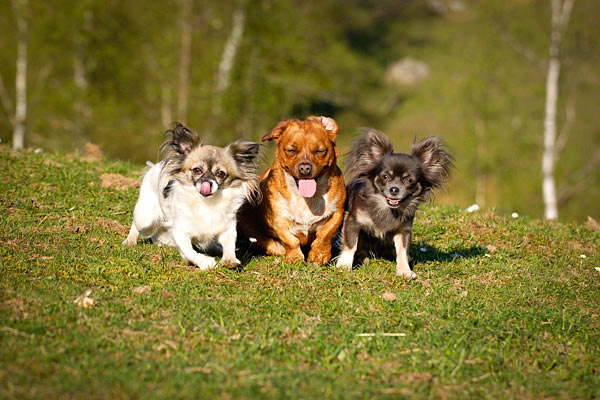 Tag hunden med på ferie i autocamperen Tag hunden med på ferie i autocamperen