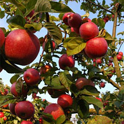 Bo på bondegård ved Kiviks frugtplantager