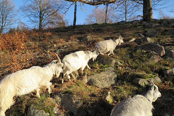 Tag med rundt på bondegården, når vi ser til vores geder