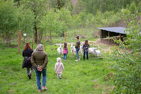 Tag med rundt på gården, når vi ser til vores får og geder