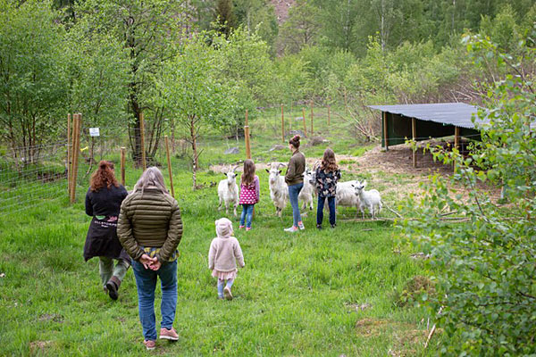 Tag med rundt på bondegården, når vi ser til vores får og geder Tag med rundt på gården, når vi ser til vores får og geder