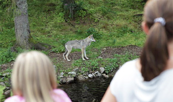 Familieferie i Borås Dyrepark