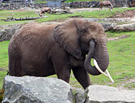 Borås Dyrepark