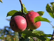 Æblets Hus i Kivik