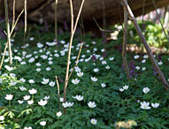 Dalby Söderskog Nationalpark