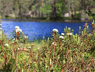 Norra Kvills Nationalpark. Foto: © sydsverige.dk