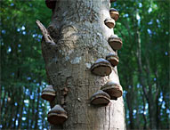 Söderåsens Nationalpark. Foto: © sydsverige.dk