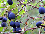 Vilde svenske blåbær. Foto: © sydsverige.dk