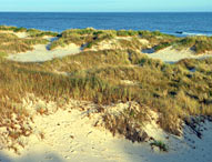 Sandhammaren Naturreservat. Foto: © sydsverige.dk