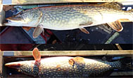 Fiskeri i Finjasjön. Foto: Finjasjöns fiskevårdsförening
