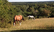 Gällabjär Naturreservat