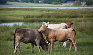 Järnavik Naturreservat