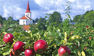 Æbledyrkning ved Kivik. Foto: skaane.com © sydpol.com