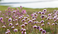 Lövö Naturreservat